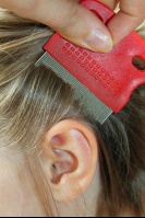 laeuse_foto_zernecke_fotolia_0_01 laeuse_foto_zernecke_fotolia_0_01